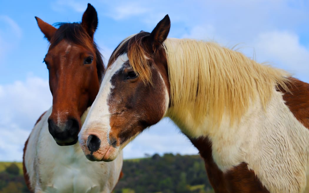 Two horses stand close to each other in Pakiri