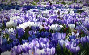 Crocuses in flower