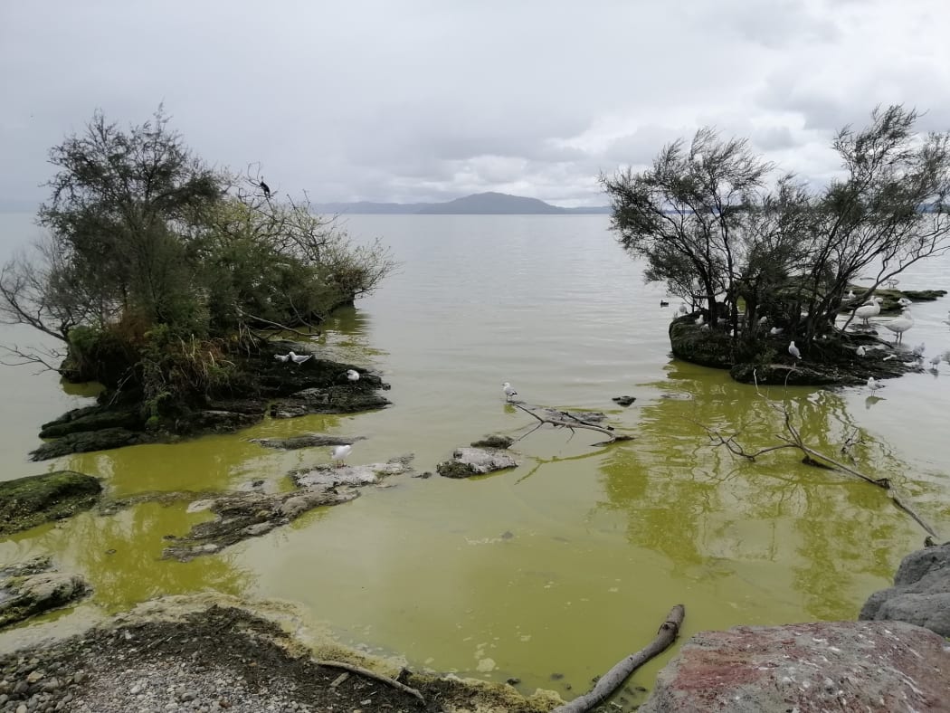 The algal bloom at Lake Rotorua on 23 October.