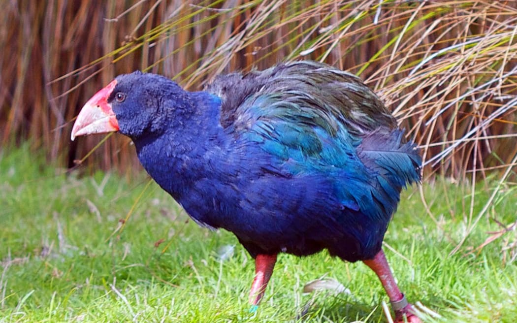 Takahē