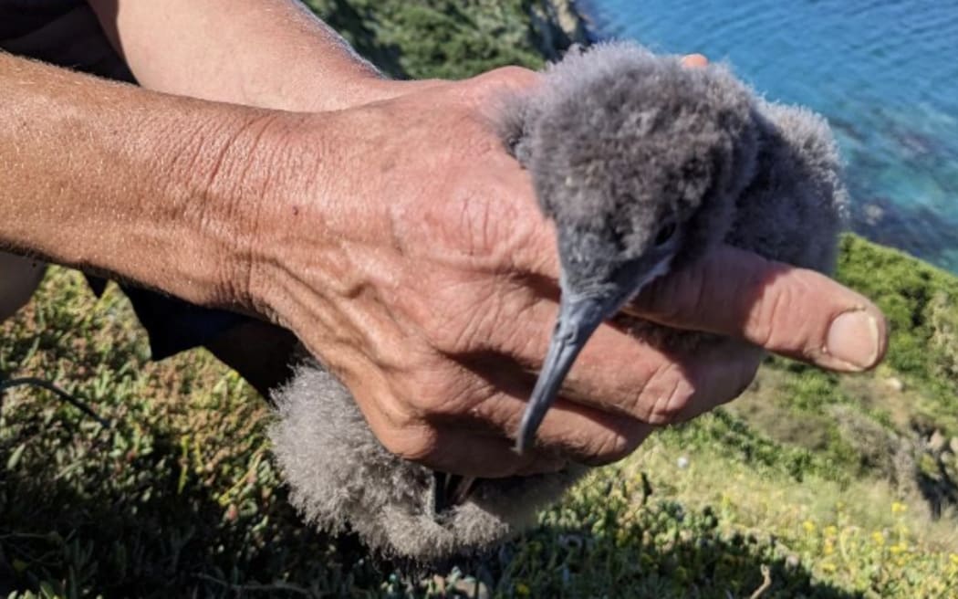 Yonga, the fluttering shearwater who has returned to Cape Farewell after three and a half years at sea.