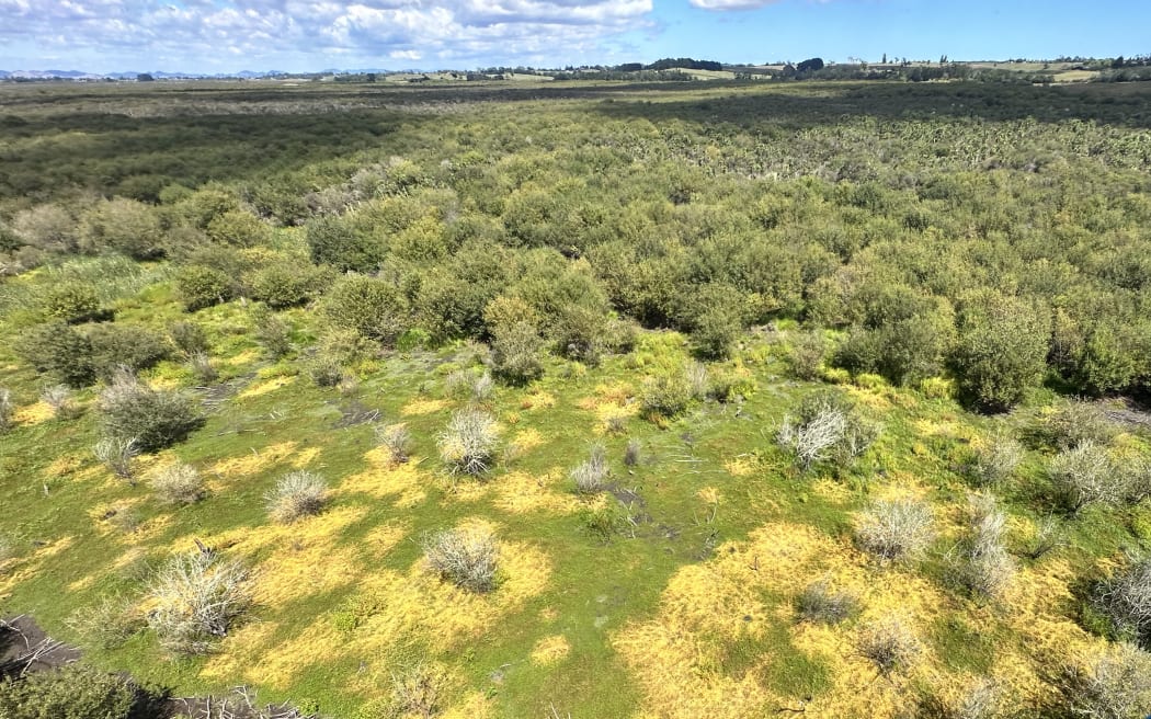 An ariel view of Cuscuta campestris or "noodle weed".