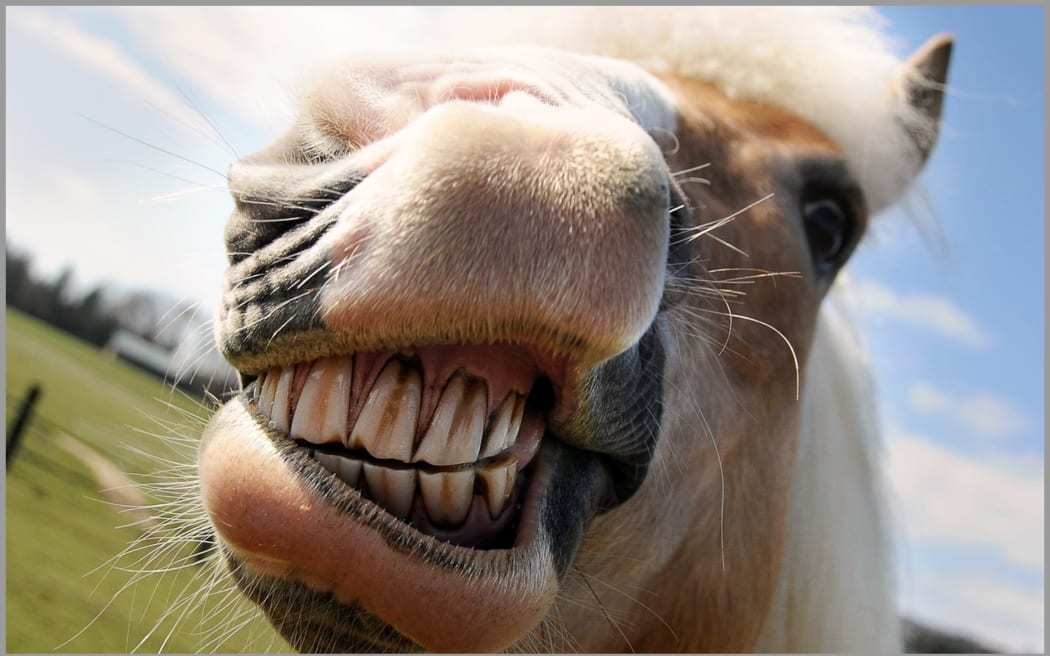 Horse grin