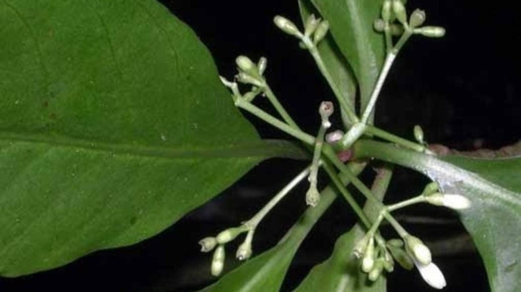 Matalafi plant