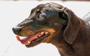 A Miniature Dachshund hot during the summer heatwave.