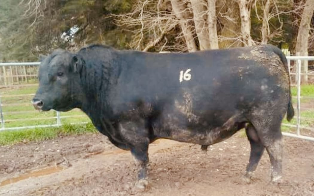 Tangihau U418 sold for $161,000 to Oregon Angus in Masterton with owner Keith Higgins totally thrilled with the prized Angus bull.