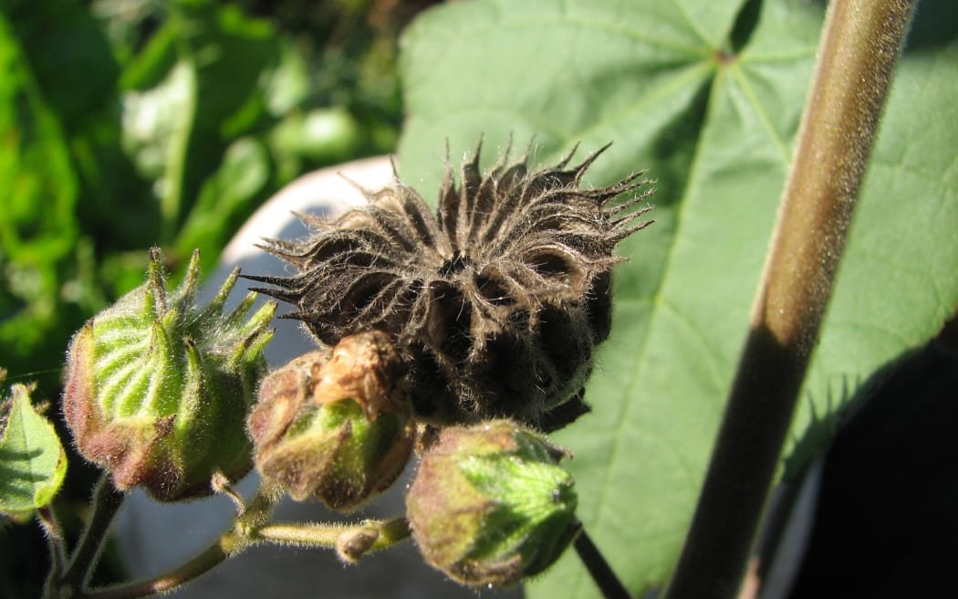 The blackened seed head of the velvetleaf plant - a highly invasive weed which has been found on two new properties in the Waikato Region.