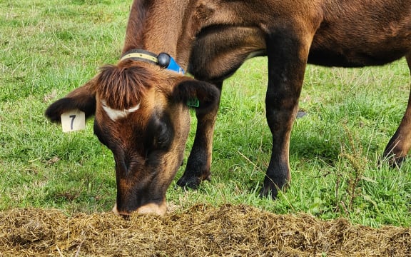 A jersey cow feeding on silage