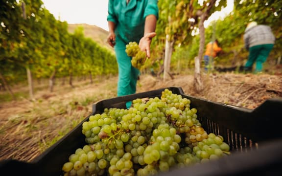 Farm worker filling basket of green grapes in the vineyards during the grape harvest. Woman putting grapes into the plastic crate. Focus on grapes in container.