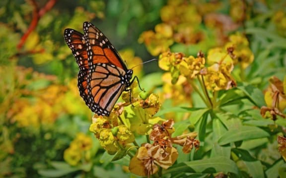 Monarch butterfly in Robin Simenauer's garden