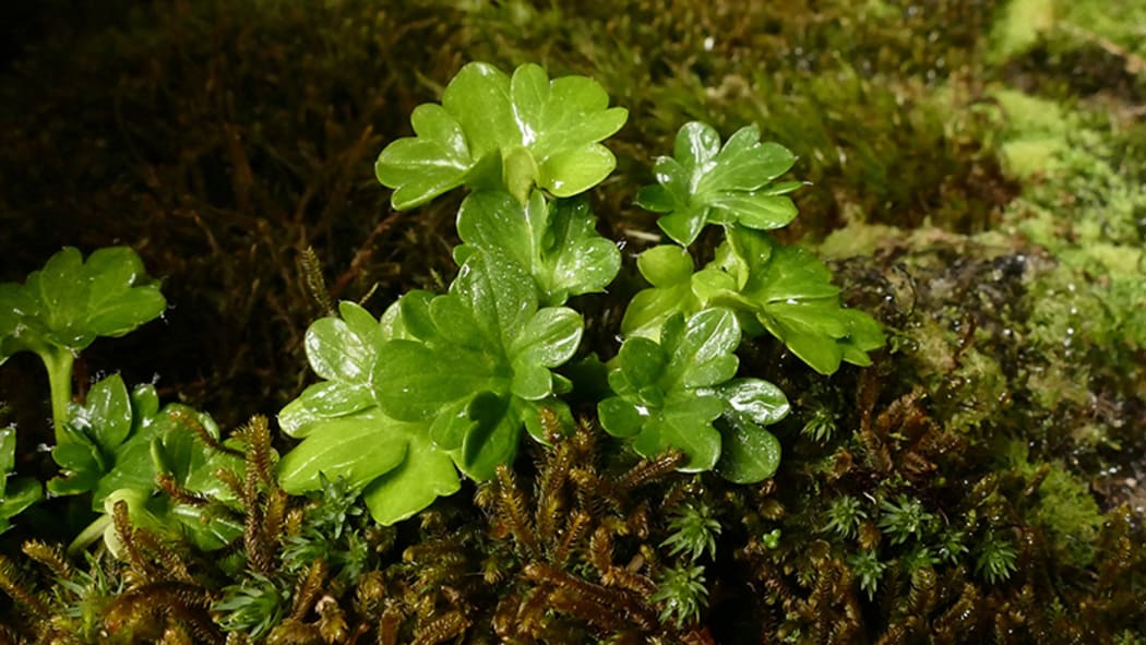Mt Allen Buttercup