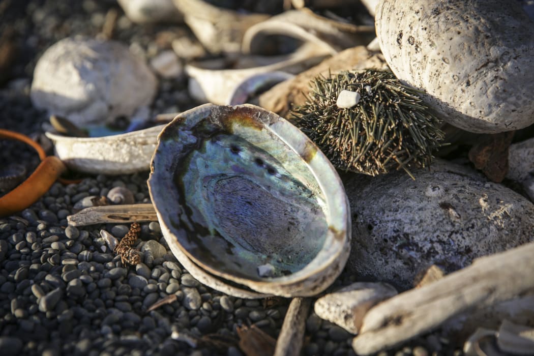 A pile of paua on the beach.