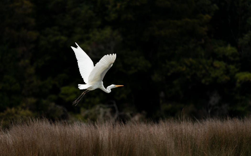 Kōtuku/white heron at McKenzie Lagoon, Martins Bay