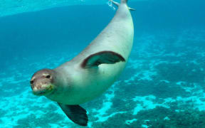 Hawaiian monk seal.