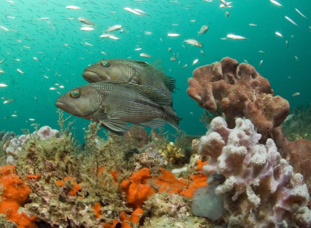 Sponges, such as the orange ones in this photo, may become more common as climate change begins to impact the world's coral reefs.