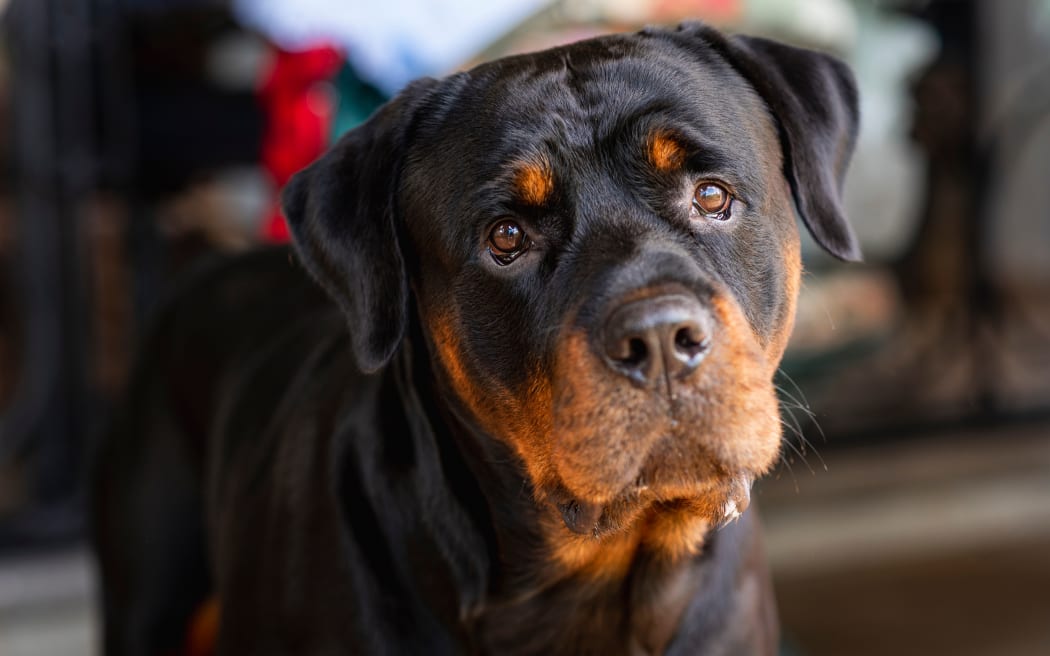 A macro shot of a Rottweiler with a cute face against a blurred background.
