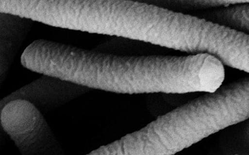 Lactobacillus acidophilus