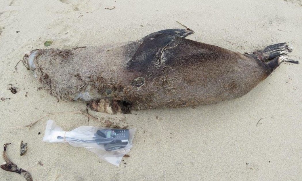 The adult male fur seal is the third to be killed this year.