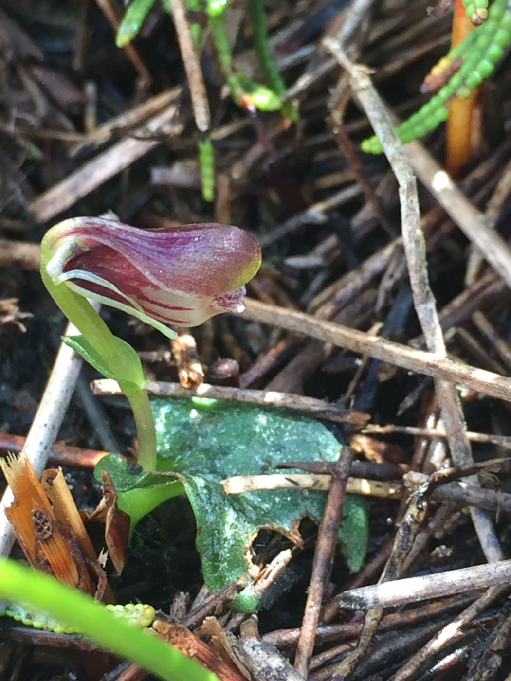 The swamp helmet orchid (Corybas carsei).