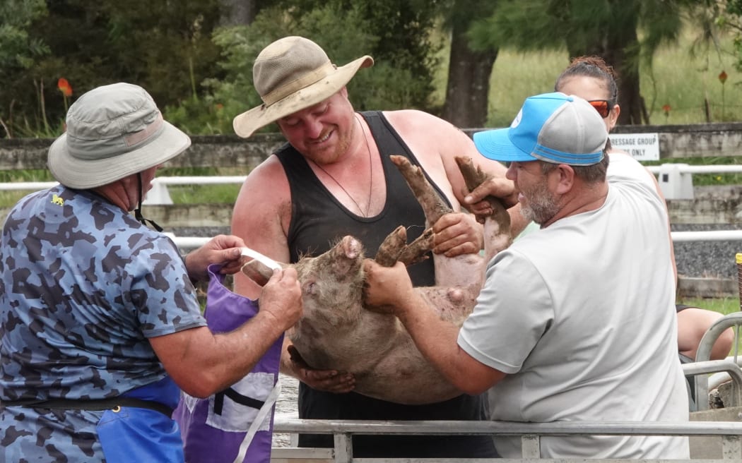 Show volunteers slip a bib on "The Jones Boy", a racing pig named after NZ First MP Shane Jones.