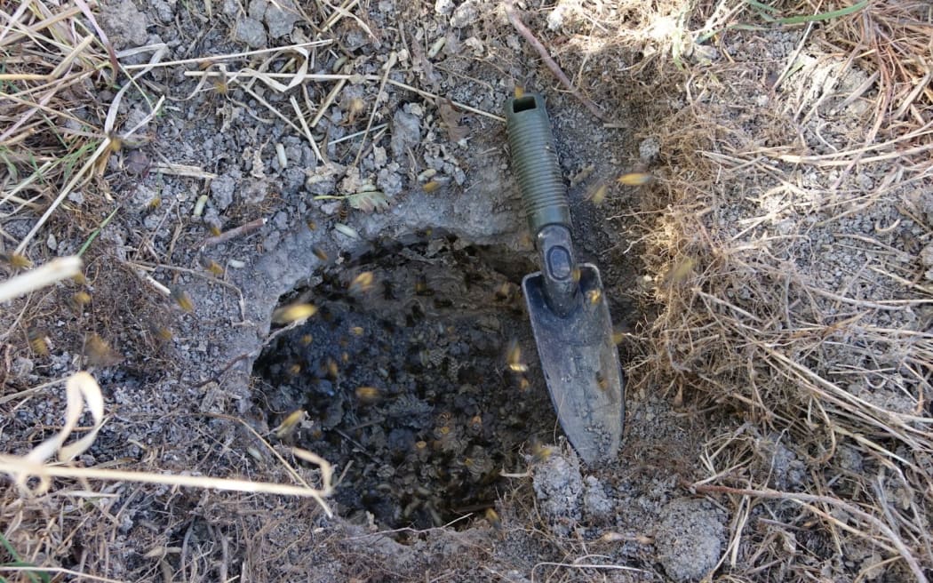 The hole left in the ground from a removed wasp nest.