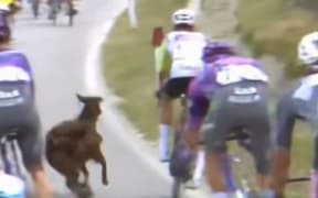 Video footage showed the animal breaking out of a herd and contacting the back wheel of NZ rider Dion Smith's bike.