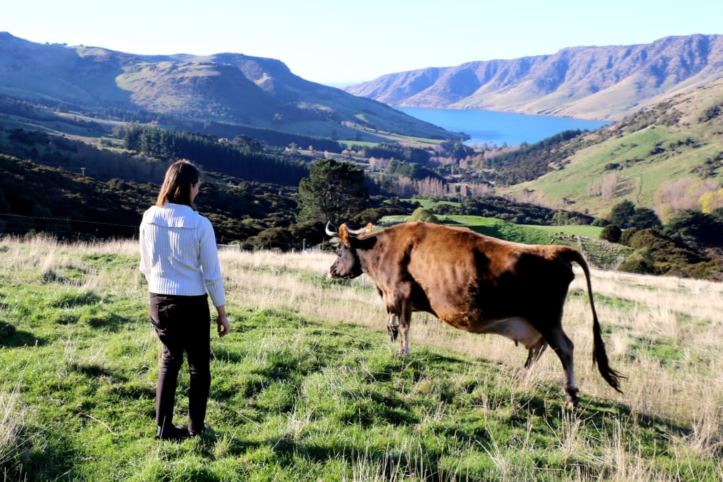 Cornelia makes cheese from her favourite cow Lulu's milk