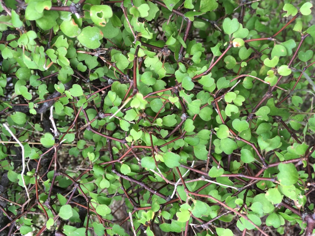 Muehlenbeckia astonii