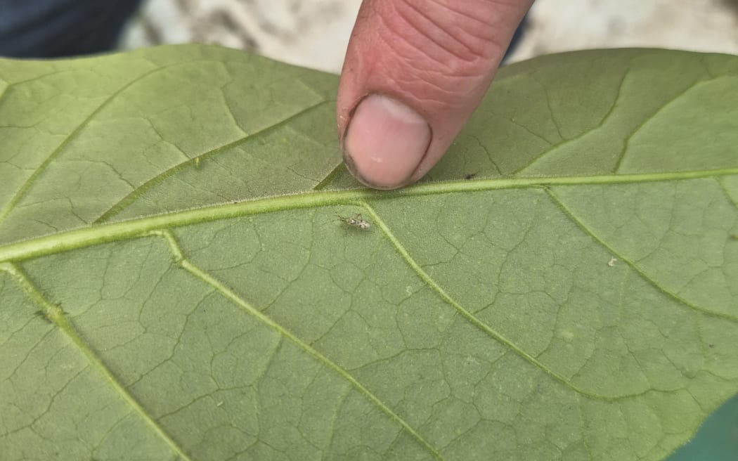 Engytatus modestus, also known as tomato bug, is a species of plant bug that acts as a biological control solution to tomato potato psyllid or TPP.