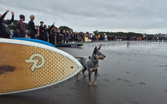 a curious dog wave watching