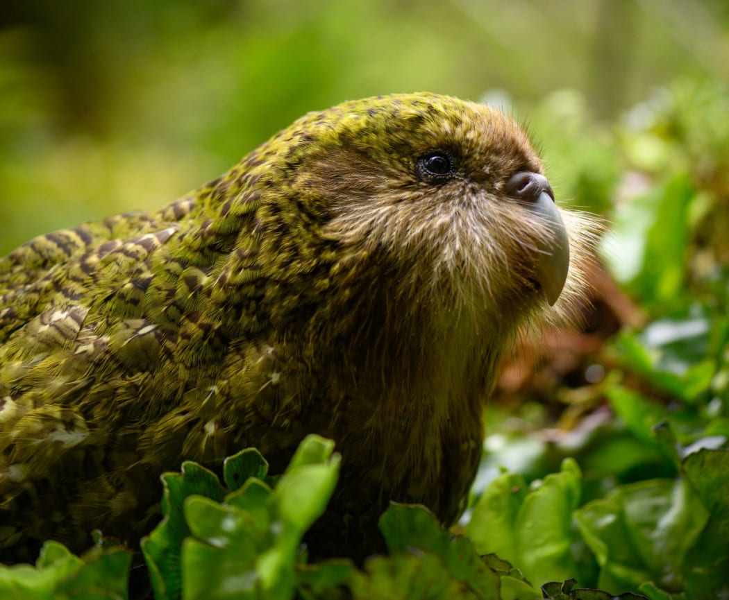 Stella-2-B is a juvenile from the bumper 2019 kākāpō breeding season.