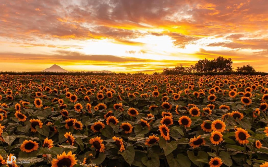 Huirangi Sunflower Field at 631 Waitara Rd in Taranaki.