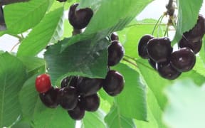 Cherries