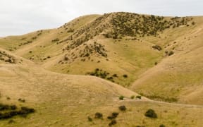 Dry pasture grassland in the South Island, New Zealand.