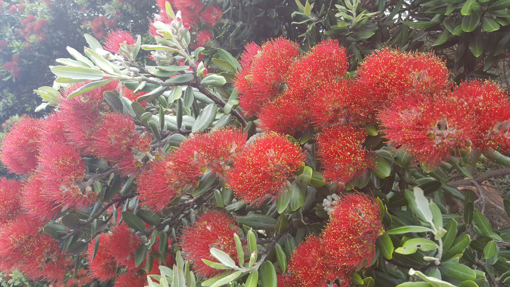 Pohutukawa are flowering on near Opotiki