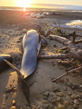A stranded whale in Golden Bay.