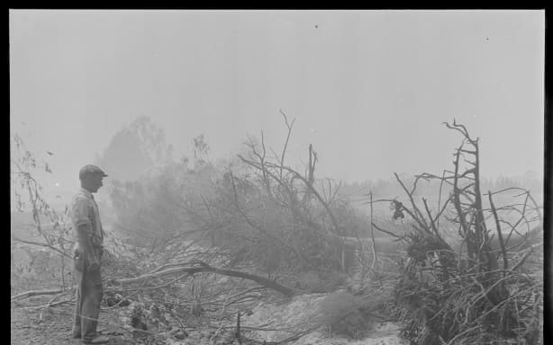 A man standing near fallen trees and scorched earth.