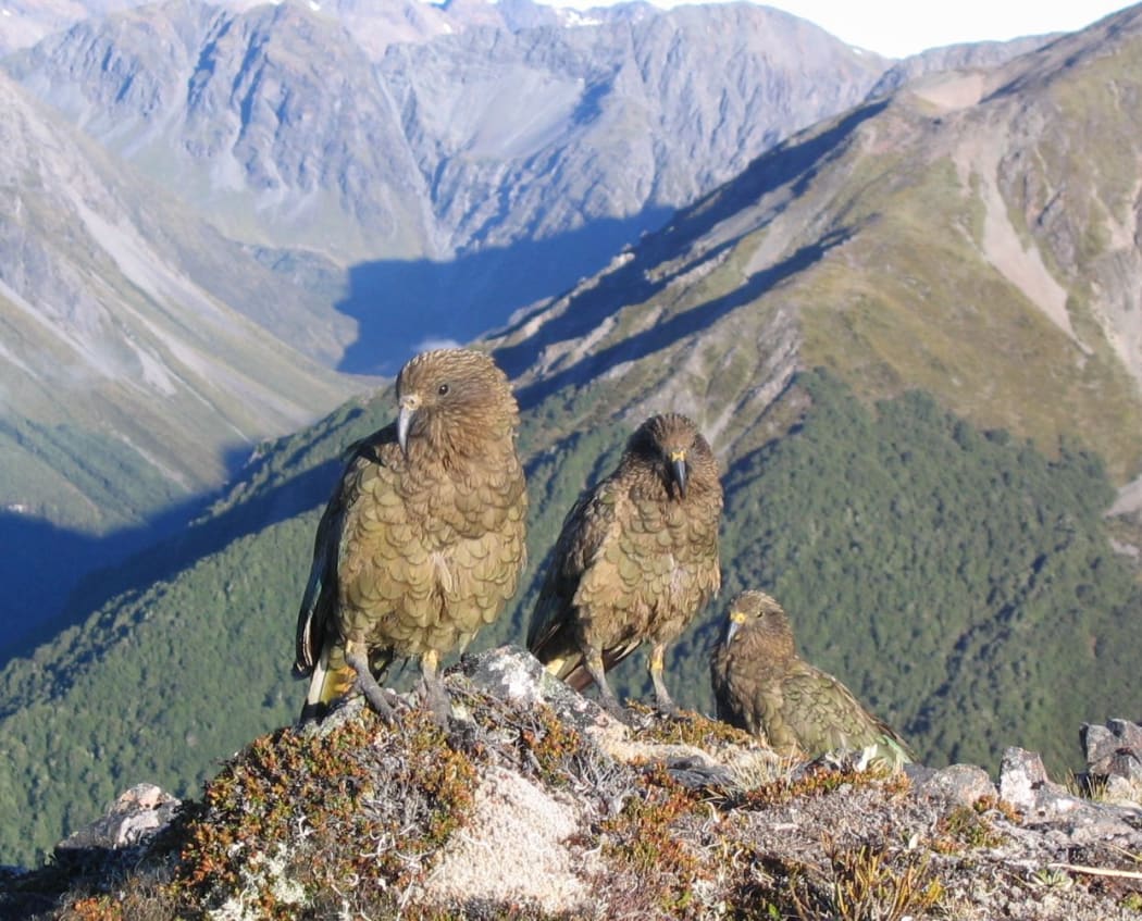 Kea are found from the coast to the alpine zone, and spend a lot of time in the forest. They nest on the forest floor.