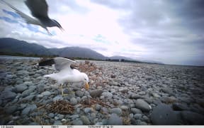 A black-fronted tern returns to its nest to find a karoro (southern black-backed gull) raiding its nest.