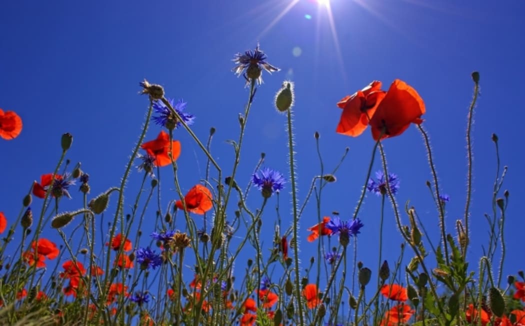 field of poppies