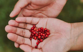 Fruit from the Coprosma plant.