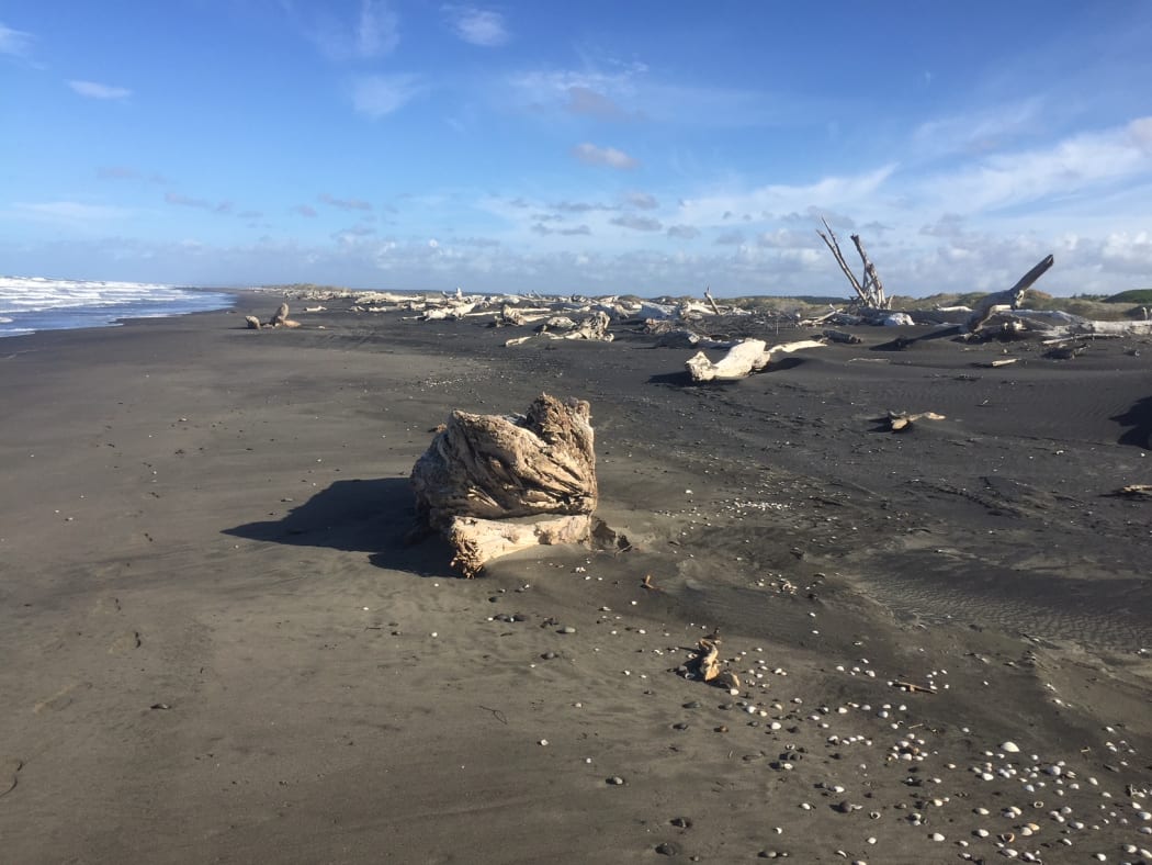 A view of Koitiata Beach, south of Whanganui, with large chunks of driftwood and stones scattered across the sand.