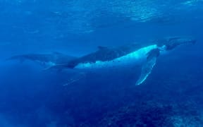 humpback