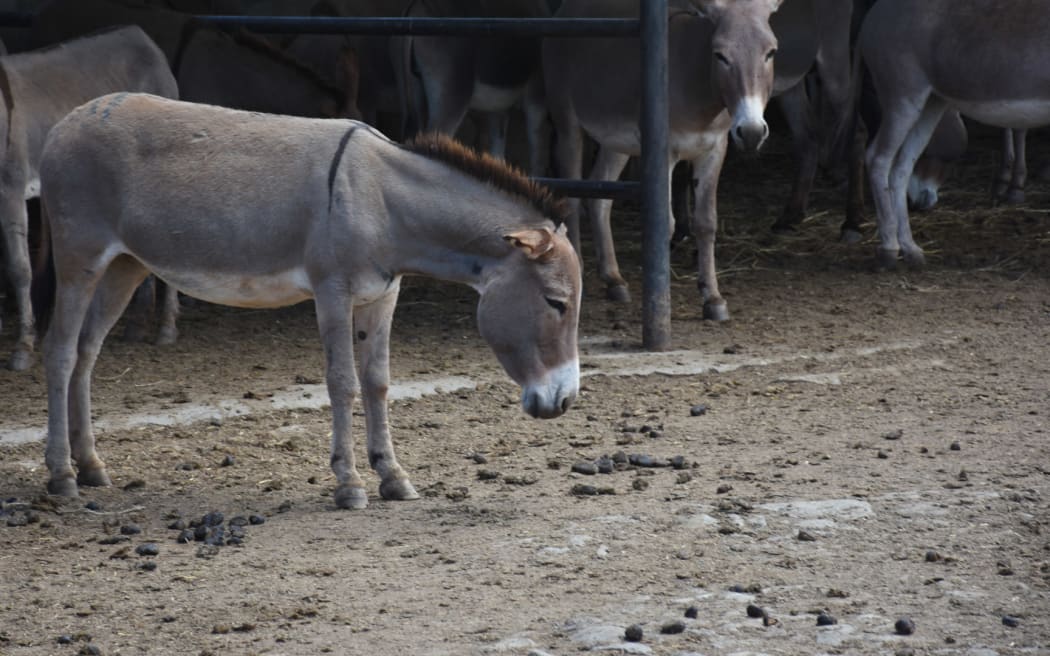 A donkey awaits slaughter at a Kenyan abattoir.
