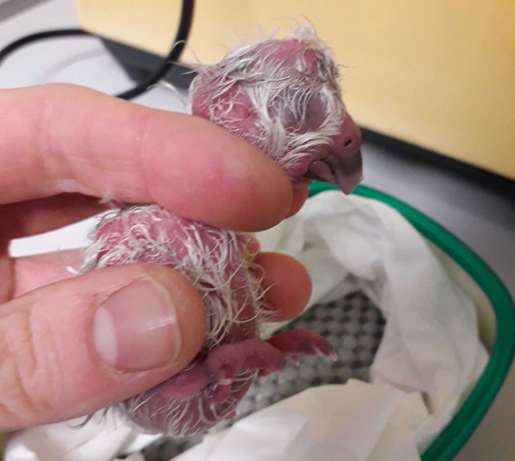 Roha-1-A is the seventh kākāpō chick to hatch in the 2019 breeding season.