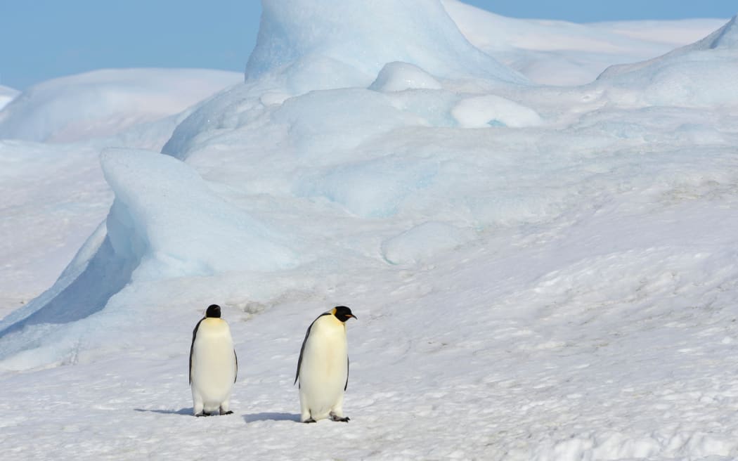 Emperor penguins in Antarctica.