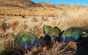 A takahē foster family.