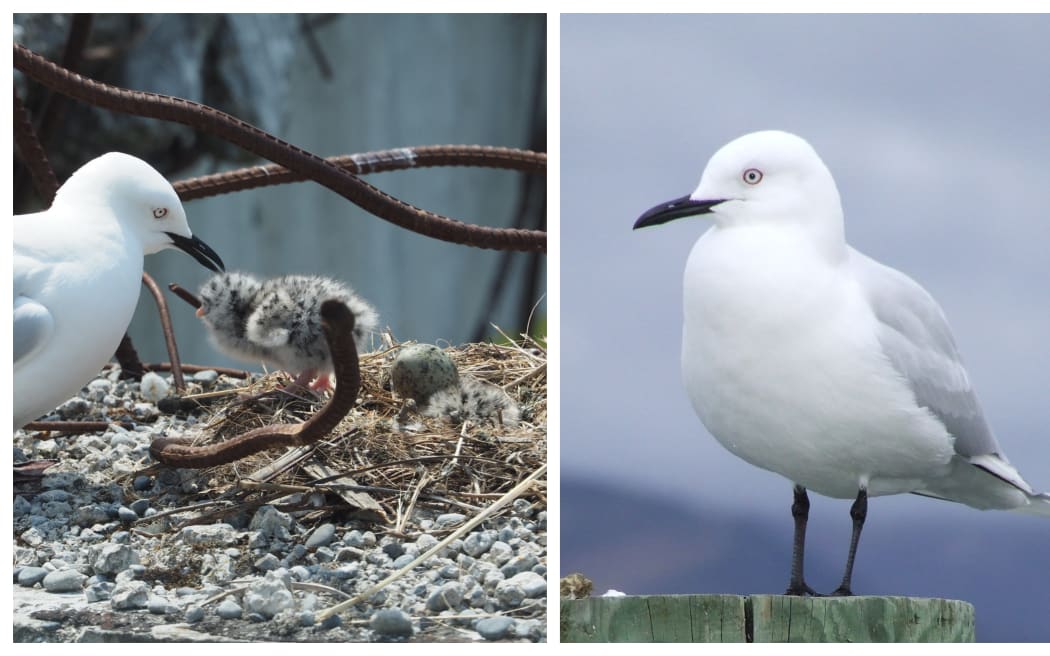 Black-billed gull