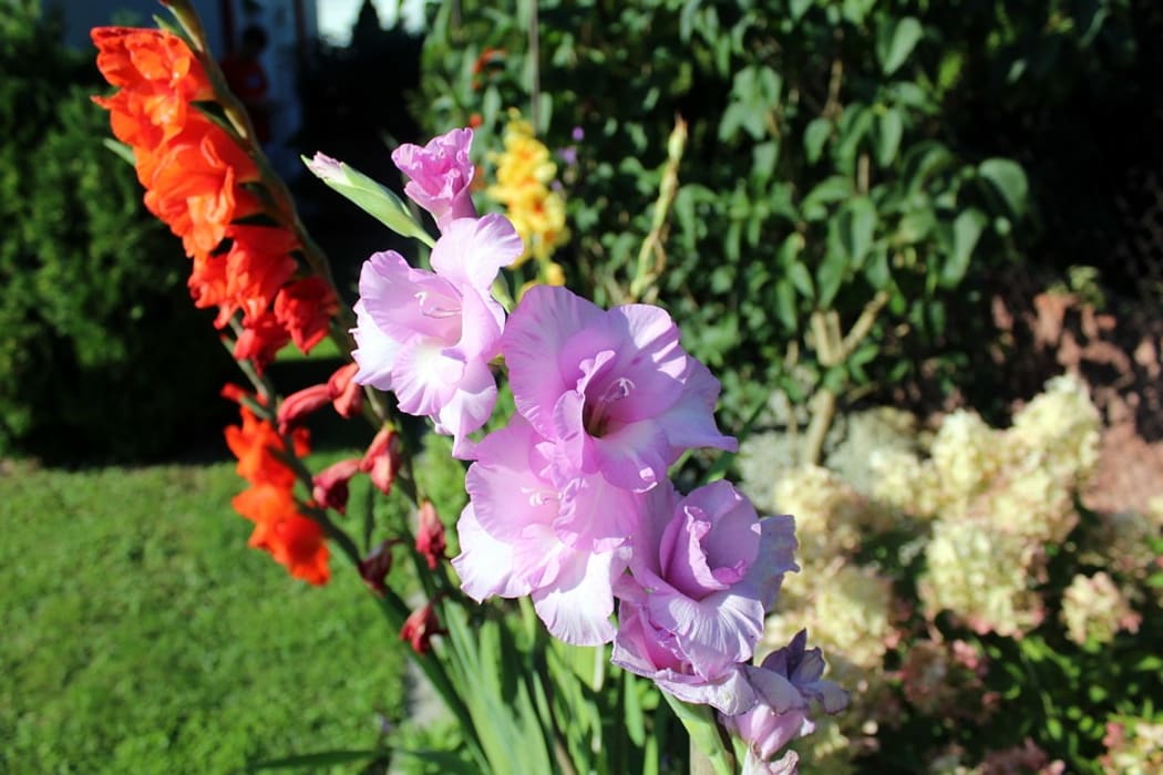 Gladioli