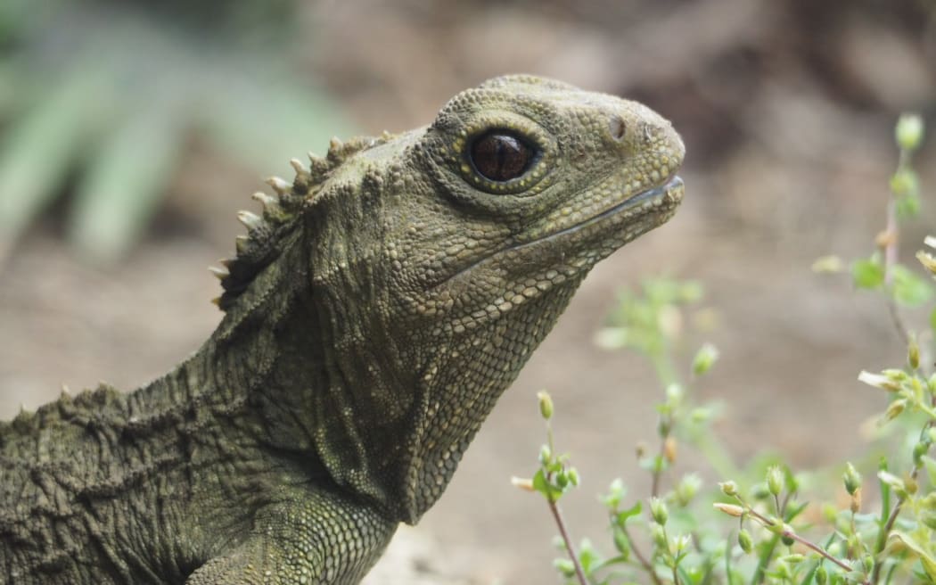 A close-up of a reptile with green-grey colouring and spines along its head.